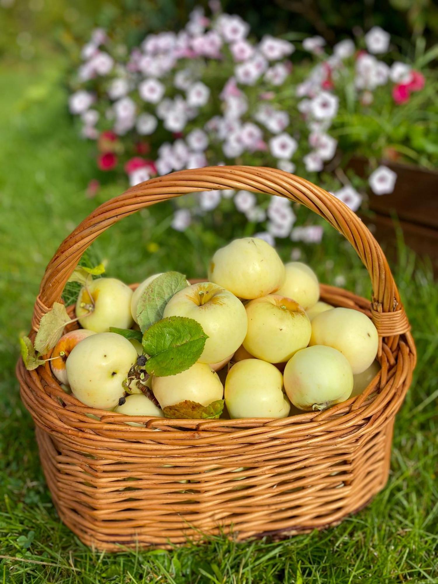 Domek letniskowy Sznureczki